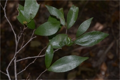 Antidesma zeylanicum